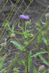 Erigeron