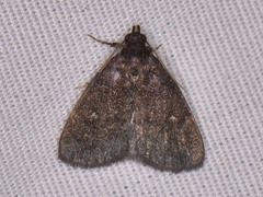 Idia diminuendis