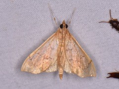 Sericoplaga externalis