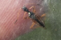 Myodocha serripes