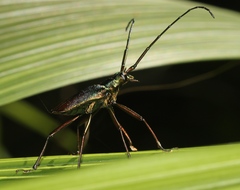 Scatopyrodes tenuicornis