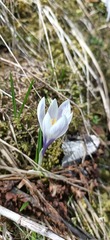Crocus vernus