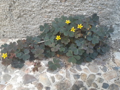 Oxalis corniculata