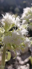 Petasites albus
