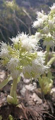 Petasites albus