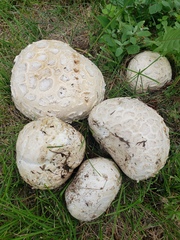 Calvatia booniana