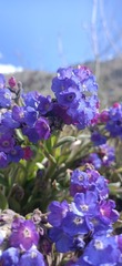 Pulmonaria
