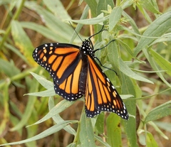 Danaus plexippus