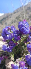 Pulmonaria