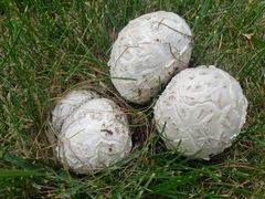 Calvatia booniana