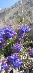 Pulmonaria