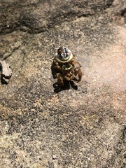 Paraphidippus