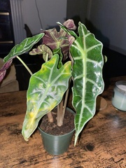 Alocasia amazonica