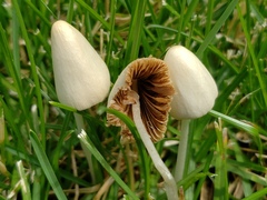 Conocybe apala