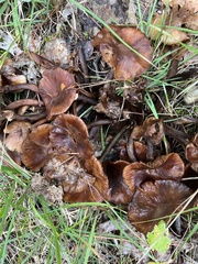 Lyophyllum decastes