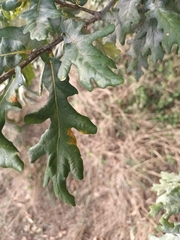 Quercus cerris