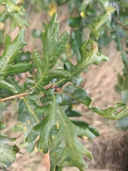 Quercus cerris