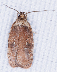 Agonopterix clemensella