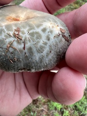 Russula crustosa