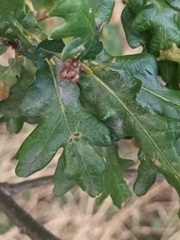 Quercus cerris