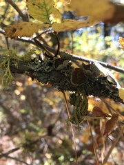 Hypogymnia imshaugii