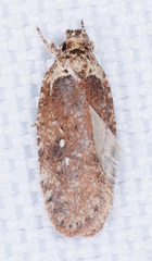 Agonopterix clemensella