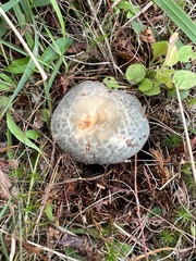 Russula crustosa