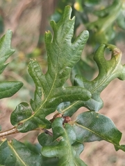 Quercus cerris
