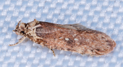 Agonopterix clemensella