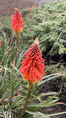Kniphofia uvaria