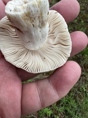 Russula crustosa