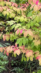 Euonymus alatus