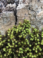 Zygodon pentastichus