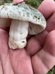 Russula crustosa