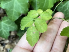 Rosa arvensis