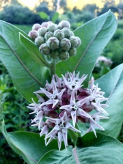 Asclepias speciosa