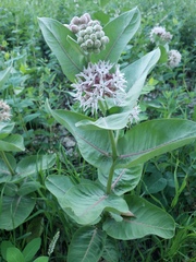 Asclepias speciosa