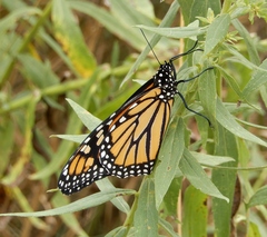 Danaus plexippus
