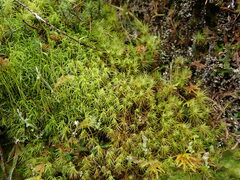 Dicranum howellii