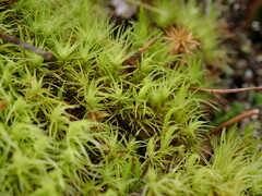 Dicranum howellii