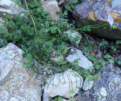 Image of Heliophila suavissima by (c) Nicola van Berkel, some rights reserved (CC BY-SA)