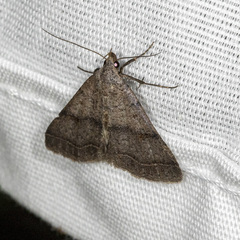 Bleptina caradrinalis