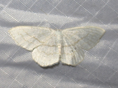 Scopula junctaria