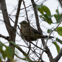 Emberiza cirlus