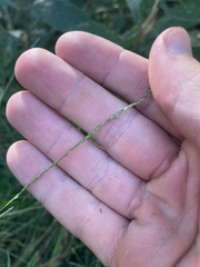 Muhlenbergia schreberi