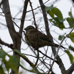Emberiza cirlus