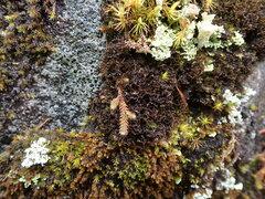 Scytinium lichenoides