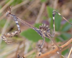 Empusa pennata