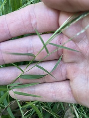 Muhlenbergia schreberi