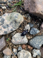 Carabus problematicus